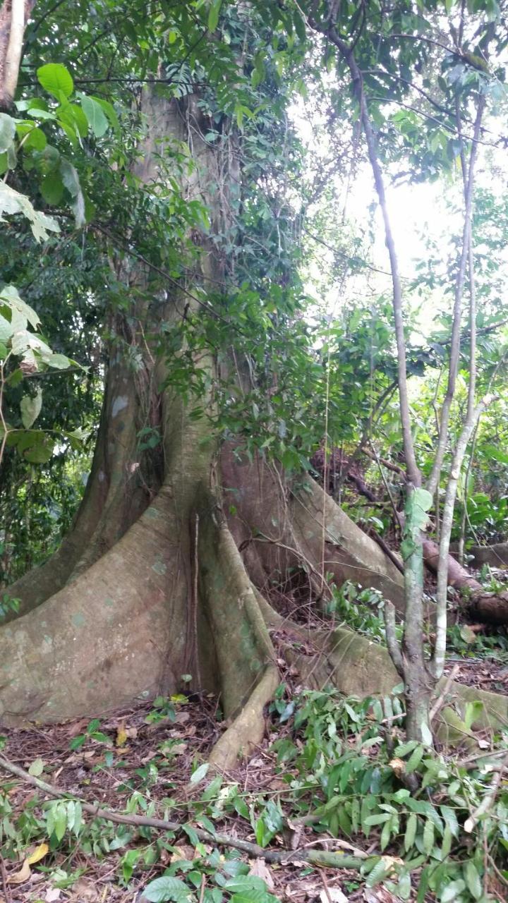 Tierra Oscura Panama Eco Resort מראה חיצוני תמונה